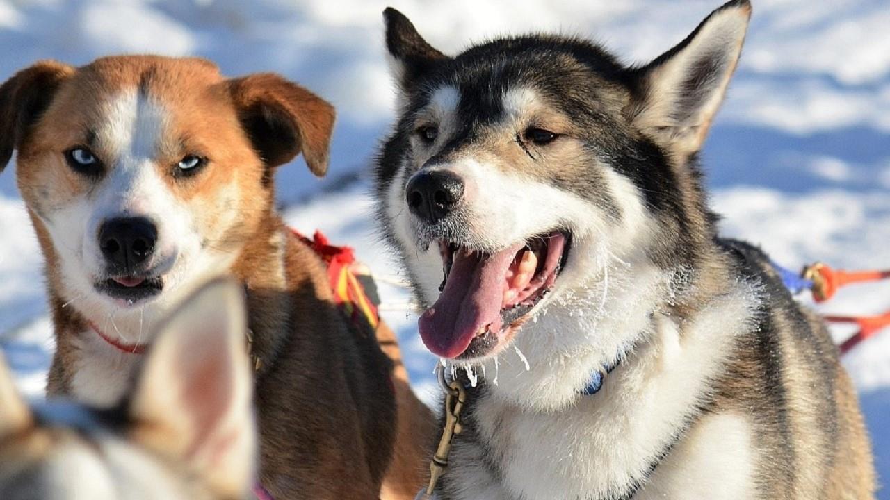 Zwei Huskys in Levi 