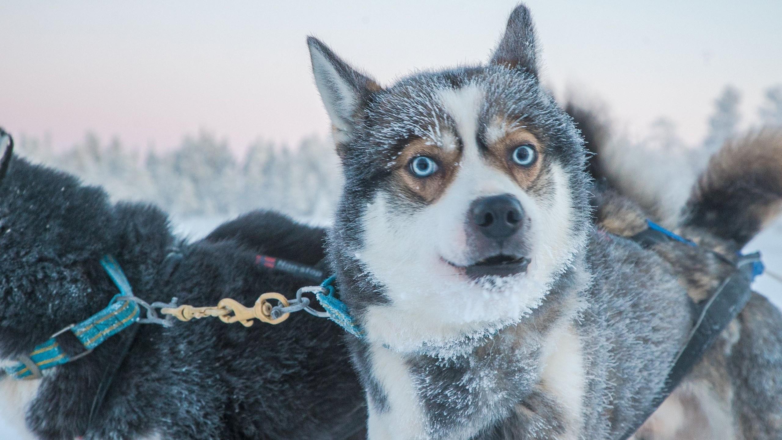 Husky mit blauen Augen