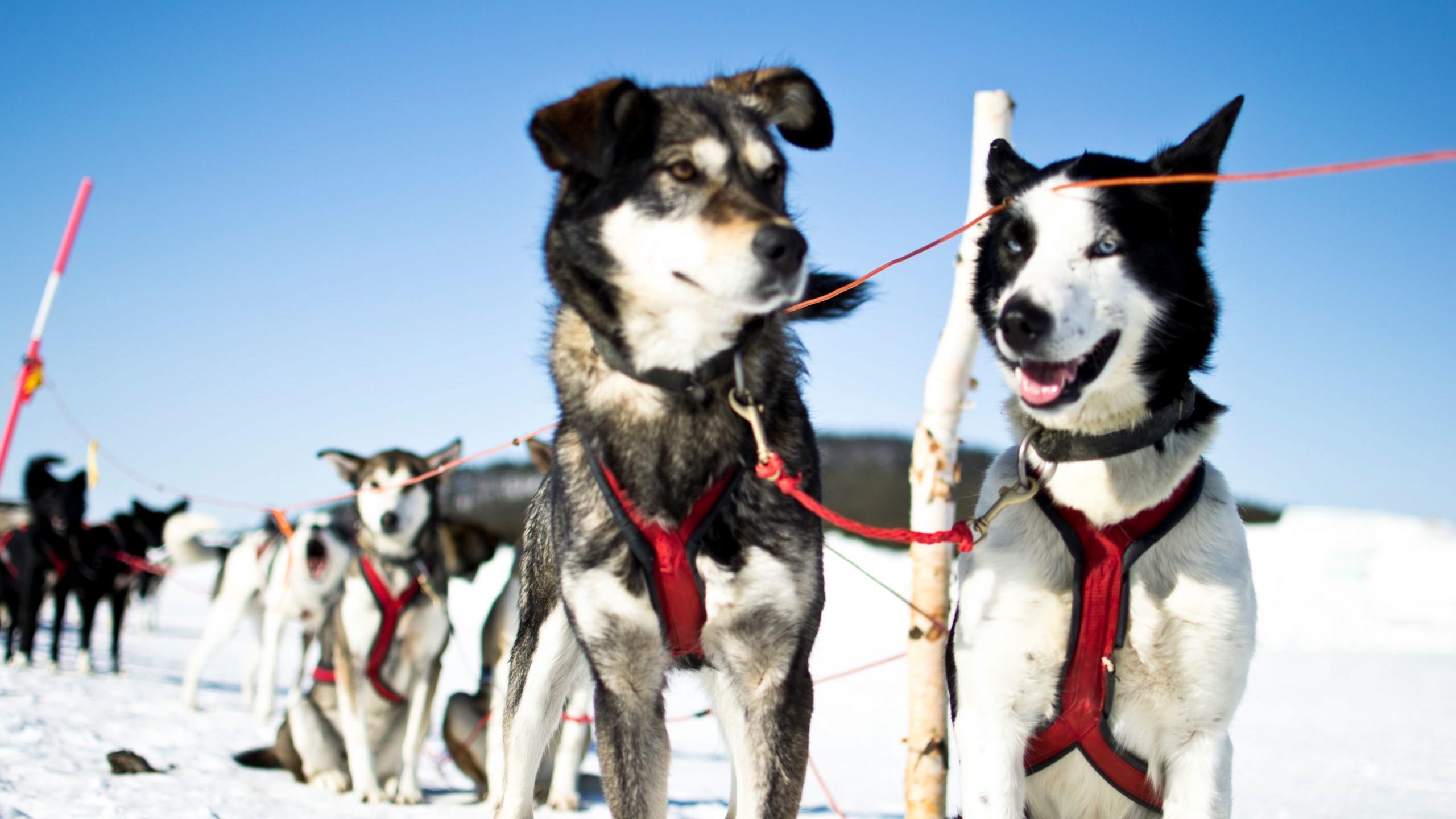 Die Huskies sind voller Erwartung auf die Tour