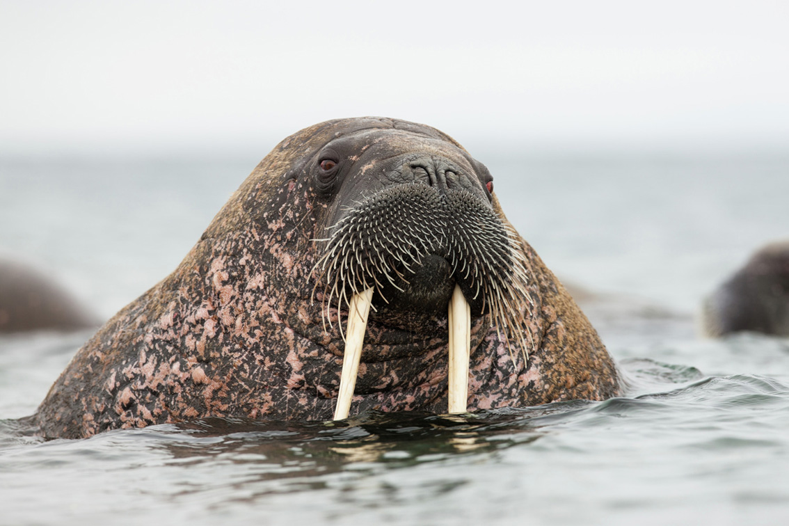 Walrus at Svalbard